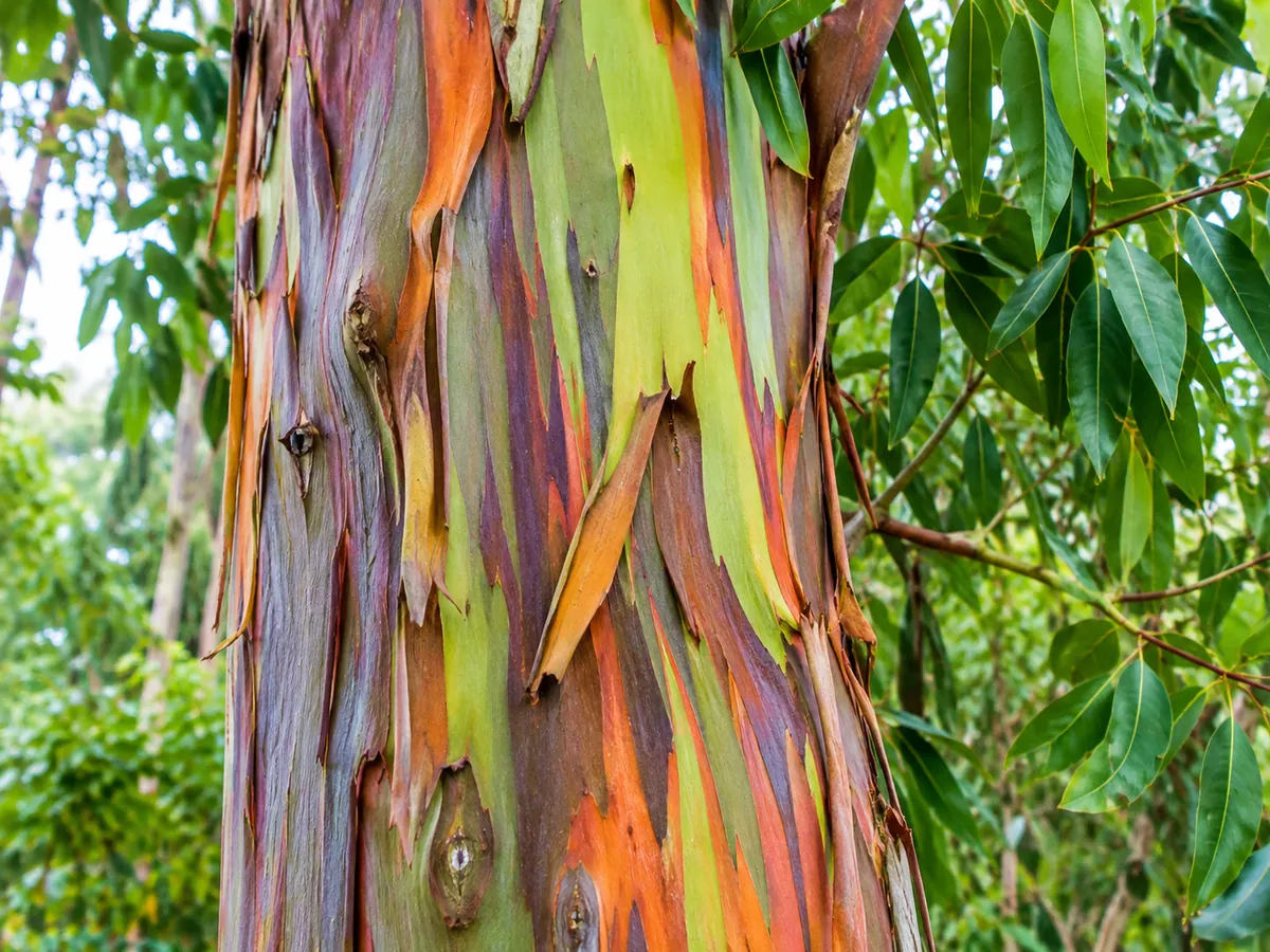 Rainbow eucalyptus trunks among green leaves